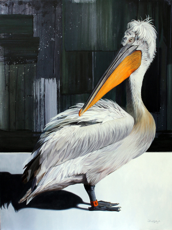 Pelican